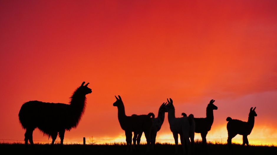 Kleurrijk lama behang met sneeuwvlokpatroon. Kleurrijk lama behang met sneeuwvlokpatroon.